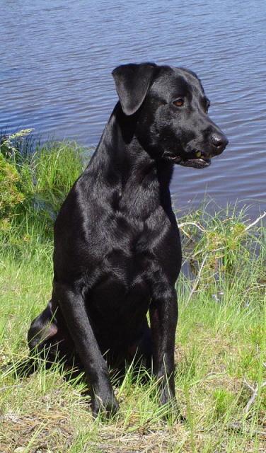 Stud Dogs in MT